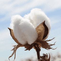 Cotton