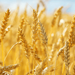 Wheat